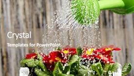  Presentation with flower - Beautiful PPT theme featuring close up on water pouring backdrop and a coral colored foreground