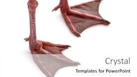  Presentation with webbed - PPT layouts enhanced with close-up-on-webbed-foot background and a white colored foreground