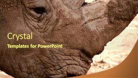  Presentation with beetles rhinoceros beetle rhino beetle - Colorful presentation enhanced with close-up-or-headshot backdrop and a tawny brown colored foreground