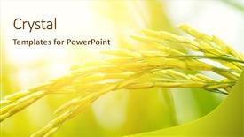  Presentation with rice paddy - Slide deck having close up paddy rice plant background and a cream colored foreground
