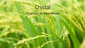  Presentation with rice paddy - Cool new slide deck with close up paddy rice plant backdrop and a yellow colored foreground