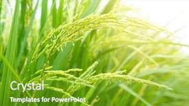  Presentation with rice plant - Amazing slide set having close up paddy rice plant backdrop and a tawny brown colored foreground