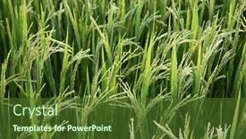  Presentation with rice paddy - Presentation theme consisting of close-up-paddy-rice-soft background and a tawny brown colored foreground