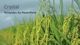  Presentation with rice paddy - Presentation consisting of food earth - close-up paddy rice background and a light blue colored foreground