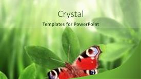  Presentation with vertical - Slides having close-up-peacock-butterfly background and a  colored foreground