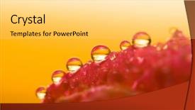  Presentation with water drop - Cool new presentation theme with close-up petals of flower with water drop macro shallow dof backdrop and a yellow colored foreground