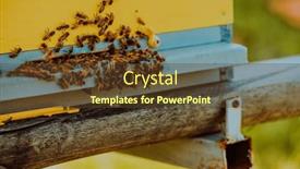  Presentation with hovering - Presentation theme with close-up-photo-of-bees background and a tawny brown colored foreground
