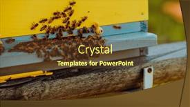  Presentation with hovering - Slides with close-up-photo-of-bees background and a tawny brown colored foreground