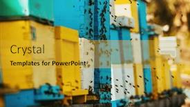  Presentation with hovering - Presentation theme featuring close-up-photo-of-bees background and a gold colored foreground