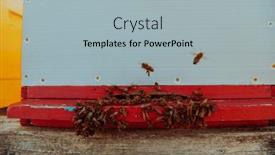  Presentation with hovering - PPT theme consisting of close-up-photo-of-bees background and a light blue colored foreground