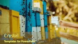  Presentation with hovering - Presentation design enhanced with close-up-photo-of-bees background and a tawny brown colored foreground