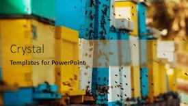  Presentation with hovering - Slide deck enhanced with close-up-photo-of-bees background and a gold colored foreground