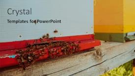  Presentation with hovering - Presentation featuring close-up-photo-of-bees background and a light gray colored foreground