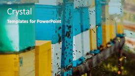  Presentation with hovering - Presentation with close-up-photo-of-bees background and a teal colored foreground