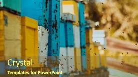  Presentation with hovering - Presentation theme having close-up-photo-of-bees background and a tawny brown colored foreground