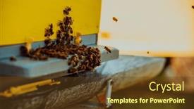  Presentation with hovering - Presentation theme having close-up-photo-of-bees background and a tawny brown colored foreground