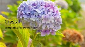 Presentation with hydrangea - Audience pleasing theme consisting of close up photo of purple backdrop and a  colored foreground
