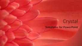  Presentation with gerbera daisy pink flower - Presentation design consisting of close-up-picture-of-pink background and a red colored foreground