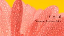  Presentation with gerbera daisy pink flower - Presentation design having close-up-picture-of-pink background and a coral colored foreground