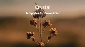  Presentation with wild flower - PPT theme with close-up picture of a wild flower background and a coral colored foreground