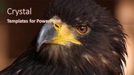  Presentation with eagle - Beautiful PPT layouts featuring close-up picture of a golden eagle backdrop and a wine colored foreground