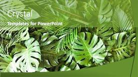  Presentation with monsters - Colorful presentation design enhanced with close-up-pile-of-leaves backdrop and a tawny brown colored foreground