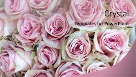  Presentation with pink rose - Colorful presentation enhanced with close up pink bouquet rose backdrop and a coral colored foreground