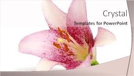  Presentation with lily of the valley close - PPT theme enhanced with close-up pink lily flower isolated on white background background and a sky blue colored foreground