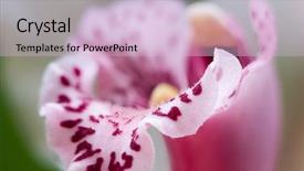  Presentation with pink green - Slide set enhanced with close up pink orchid background and a lemonade colored foreground
