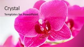  Presentation with bud - Slide set enhanced with close-up pink orhid flower bud with bird like inner shape of petal background and a lilac colored foreground