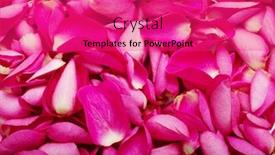  Presentation with pink rose - Presentation enhanced with close up pink rose petal background background and a red colored foreground