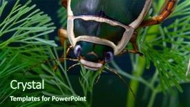  Presentation with ponds - PPT layouts enhanced with close up portrait big aquatic background and a forest green colored foreground