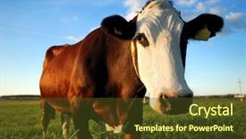  Presentation with portfolio - Presentation theme with close-up portrait of brown background and a tawny brown colored foreground