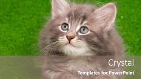  Presentation with kitten - Audience pleasing PPT theme consisting of close-up portrait of cute gray kitten on artificial green grass background backdrop and a coral colored foreground