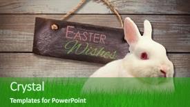 Presentation with rabbit - Presentation theme enhanced with close up portrait of cute rabbit against wood background and a forest green colored foreground