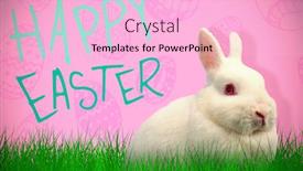  Presentation with rabbit - Audience pleasing presentation theme consisting of close up portrait of cute rabbit against pink background backdrop and a lemonade colored foreground