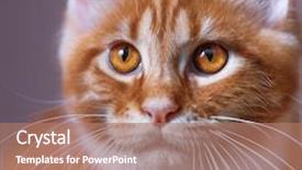  Presentation with maine - Slides consisting of close up portrait of domestic red maine coon kitten 3 5 months old background and a coral colored foreground