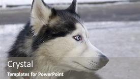 Presentation with husky - Slides with close-up-portrait-of-husky background and a gray colored foreground