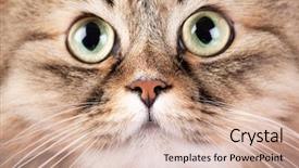  Presentation with siberian cat - Presentation design having close-up portrait of siberian cat background and a lemonade colored foreground