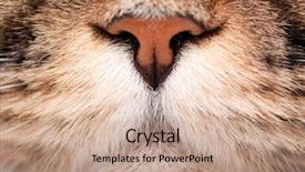  Presentation with siberian cat - Colorful slides enhanced with close-up portrait of siberian backdrop and a coral colored foreground