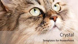  Presentation with siberian cat - PPT theme enhanced with close-up portrait of siberian cat background and a lemonade colored foreground