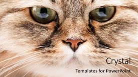  Presentation with siberian cat - Slide deck featuring close-up portrait of siberian cat background and a lemonade colored foreground