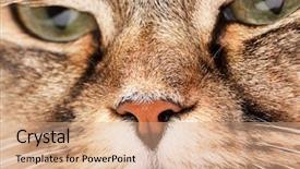  Presentation with siberian cat - Cool new presentation with close-up portrait of siberian cat backdrop and a coral colored foreground