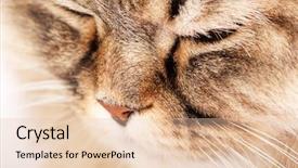  Presentation with siberian cat - Slides consisting of close-up portrait of siberian cat background and a lemonade colored foreground