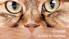  Presentation with siberian cat - Beautiful presentation theme featuring close-up portrait of siberian cat backdrop and a coral colored foreground