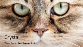  Presentation with siberian cat - Presentation theme enhanced with close-up portrait of siberian cat background and a coral colored foreground