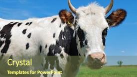  Presentation with cow - Presentation enhanced with close-up portrait of young background and a tawny brown colored foreground