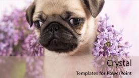  Presentation with lilacs - Colorful presentation design enhanced with close-up portrait pug puppy and spring lilacs flowers backdrop and a coral colored foreground