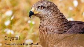  Presentation with kite - Slide deck consisting of close-up portrait of a brown kite taken while at rest background and a gold colored foreground