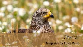  Presentation with kite - Presentation theme enhanced with close-up portrait of a brown kite taken while at rest background and a gold colored foreground